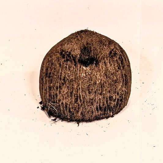 Cosse de palmier