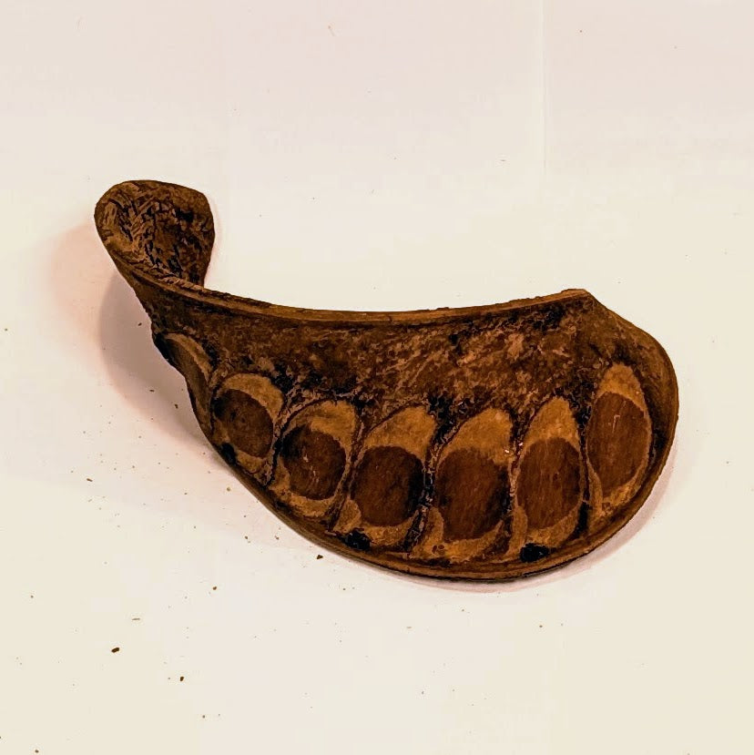 Gousse de Xylia