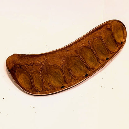 Gousse de Xylia