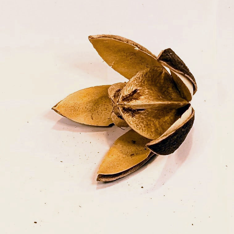 Lily flower