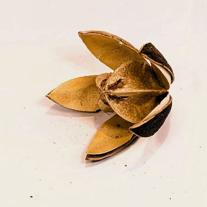 Lily flower