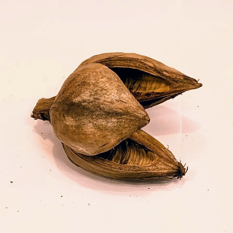 Gousse de sororoca