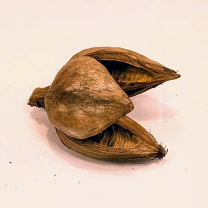 Gousse de sororoca
