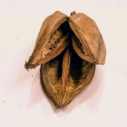 Gousse de sororoca
