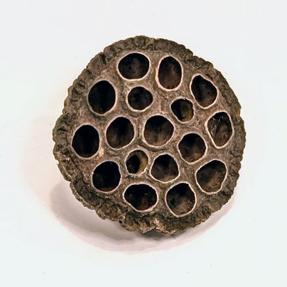 Gousse de Lotus