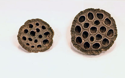 Gousse de Lotus