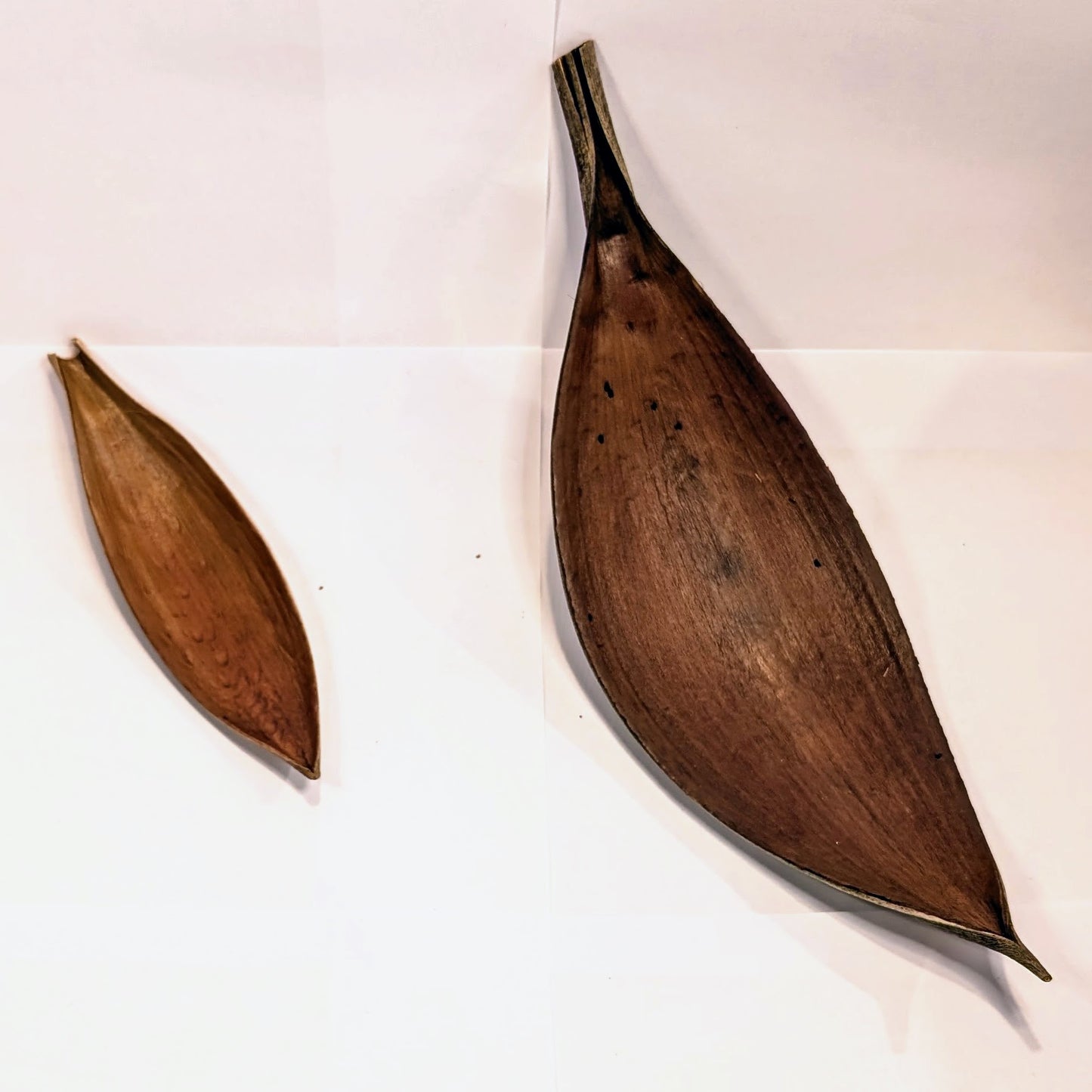 Spade de coco