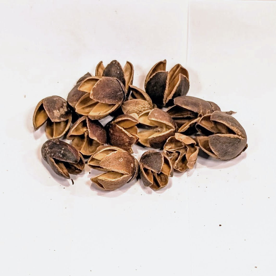 Gousse de Bakuli 30g
