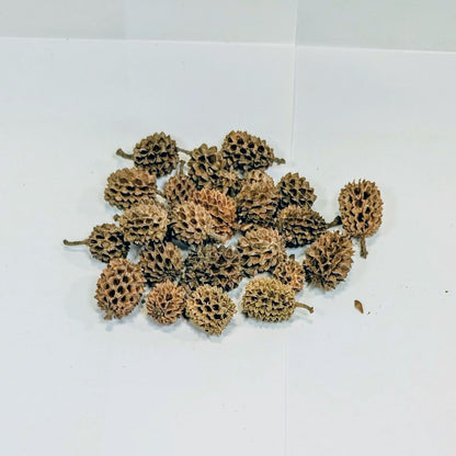 Fruits de Casuarina 20g