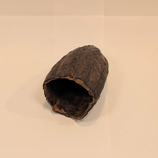 Cabosse de cacao