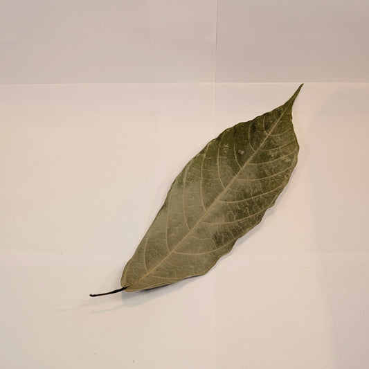 Feuilles de Cacaoyer
