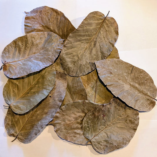 Feuilles de Shorea