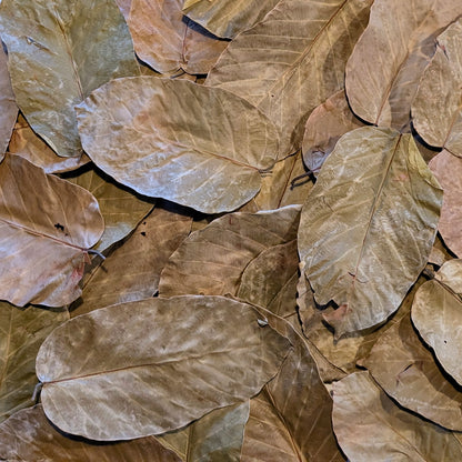 Feuilles de Shorea