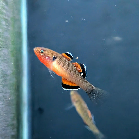 Goujon impérial : Hypseleotris compressa