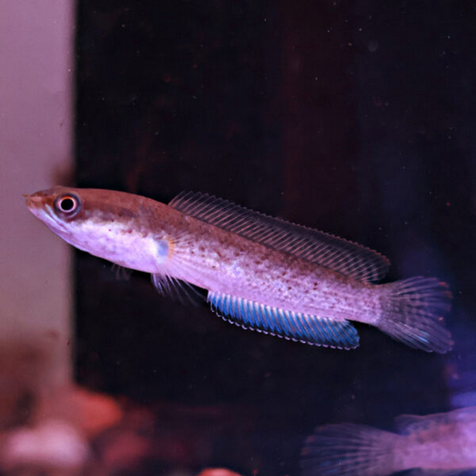 Channa Stewarti Bleu