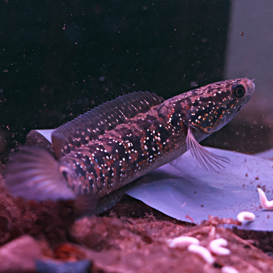 Channa Asiatica White Spot Full Spot