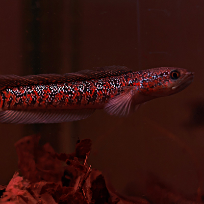 Channa Asiatica Super Red 