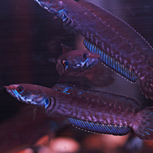 Channa Andrao Bleu