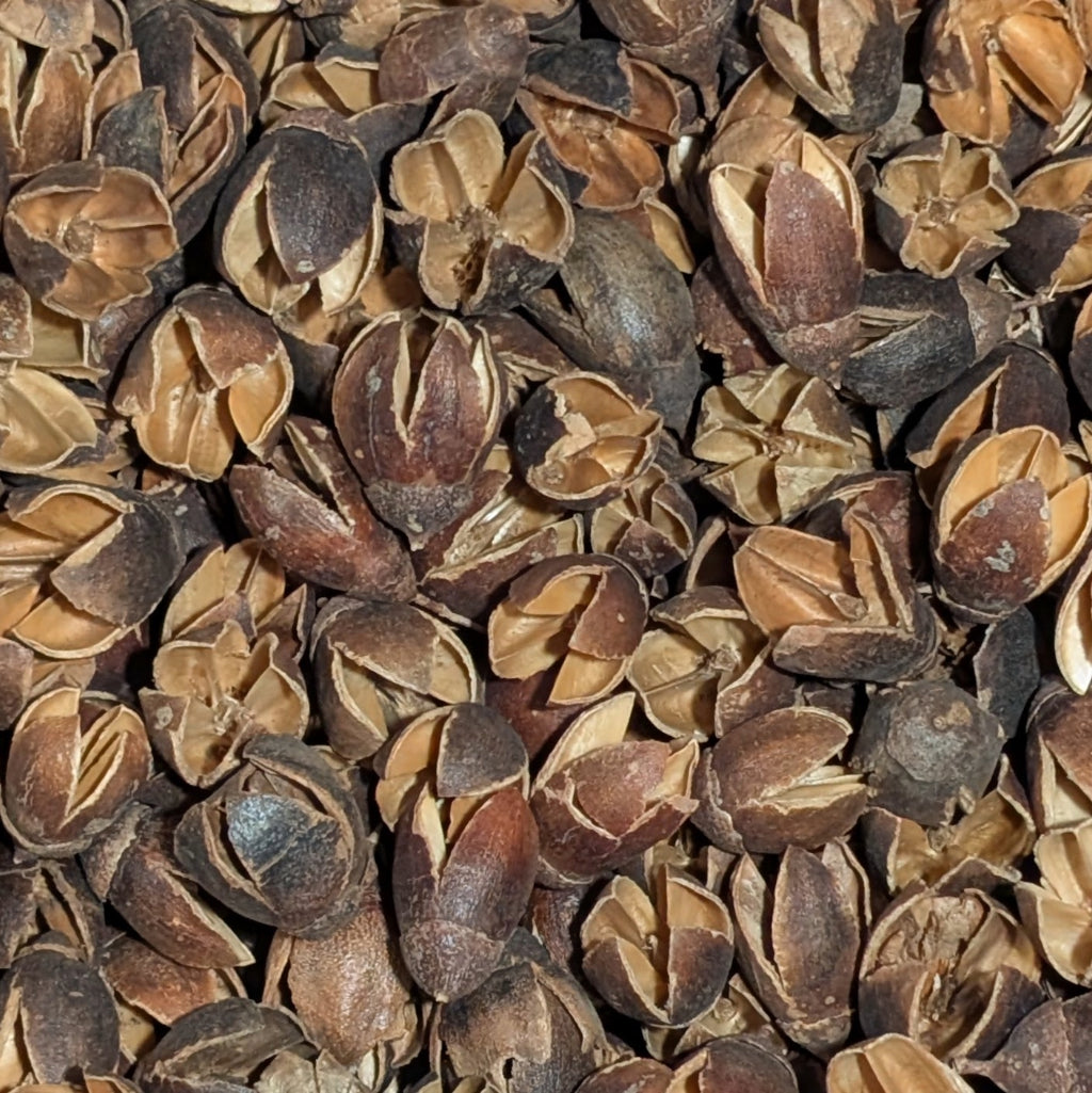 Gousse de Bakuli 30g