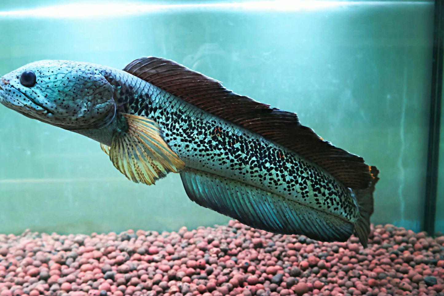 Channa Barca JUMBO 55cm