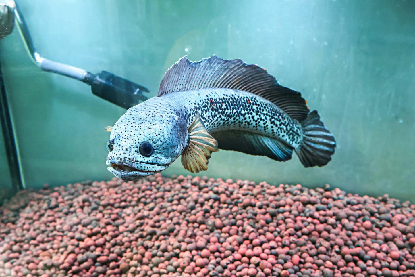 Channa Barca JUMBO 55cm