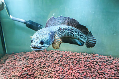 Channa Barca JUMBO 55cm