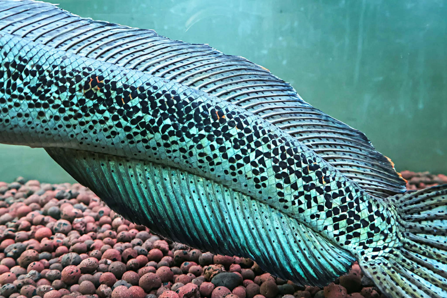 Channa Barca JUMBO 55cm
