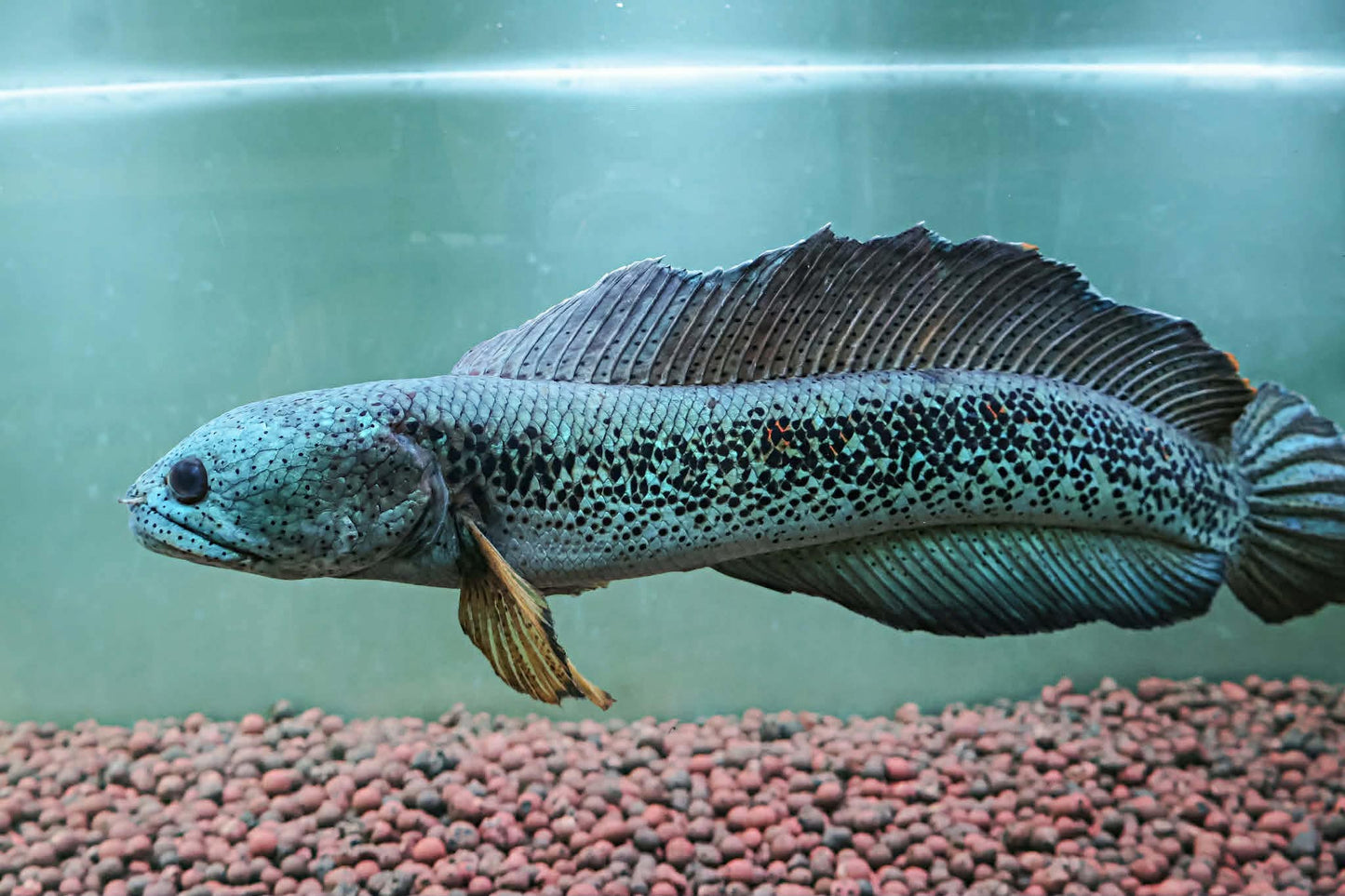 Channa Barca JUMBO 55cm