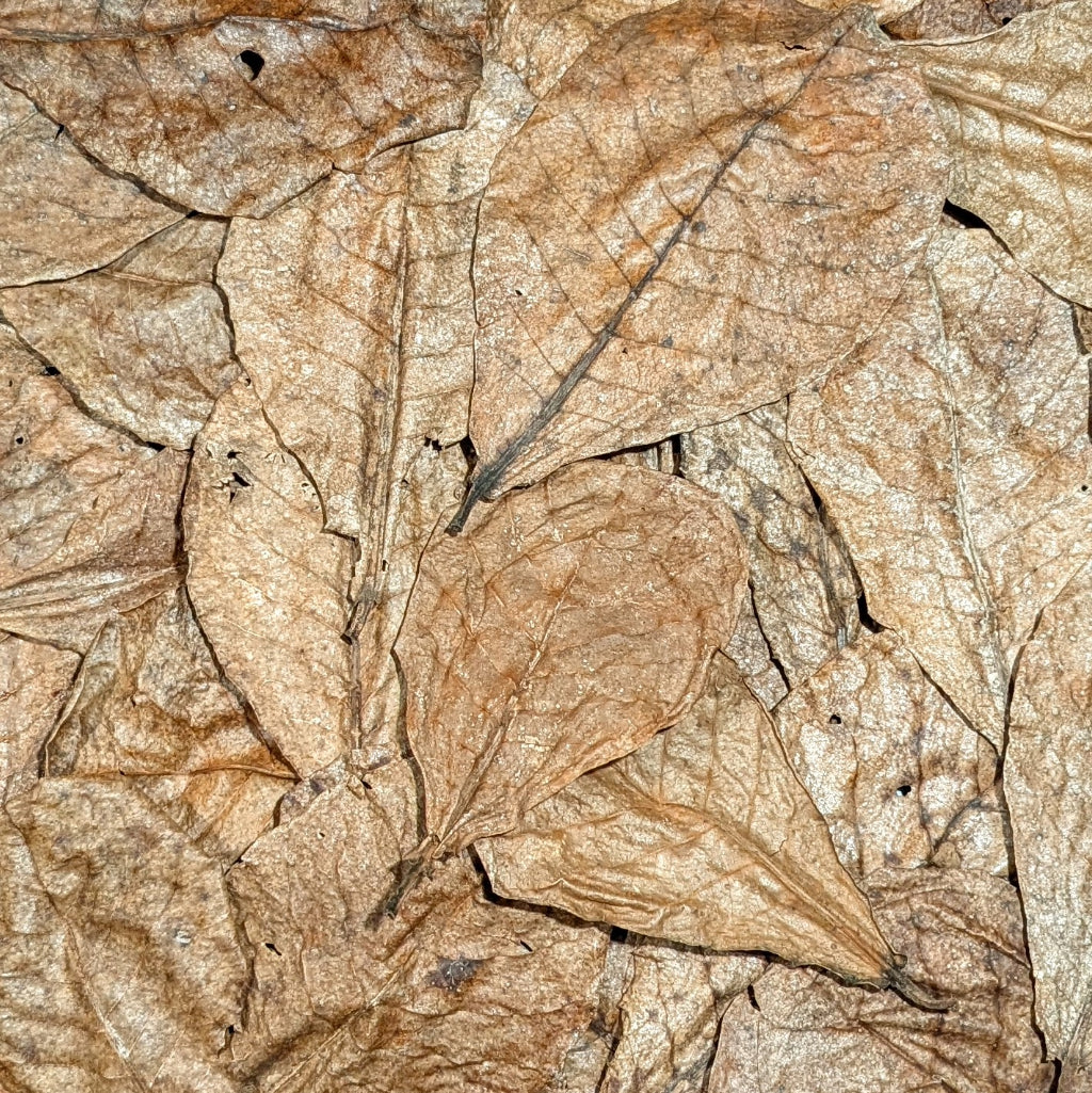 Feuilles de catappa