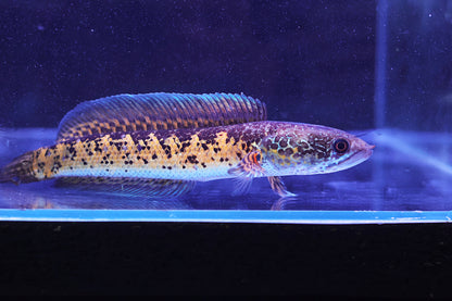 Channa Aurantimaculata