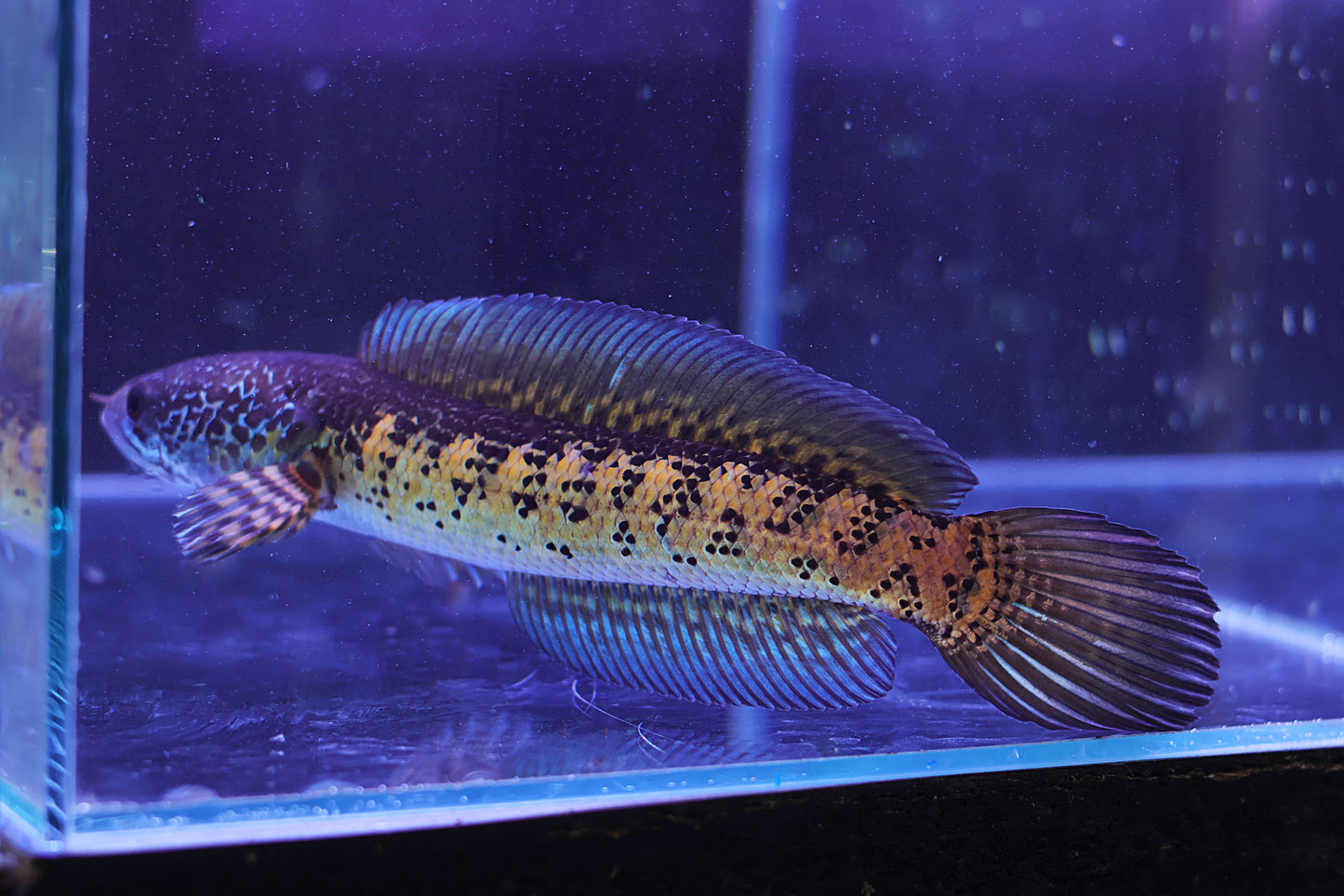 Channa Aurantimaculata