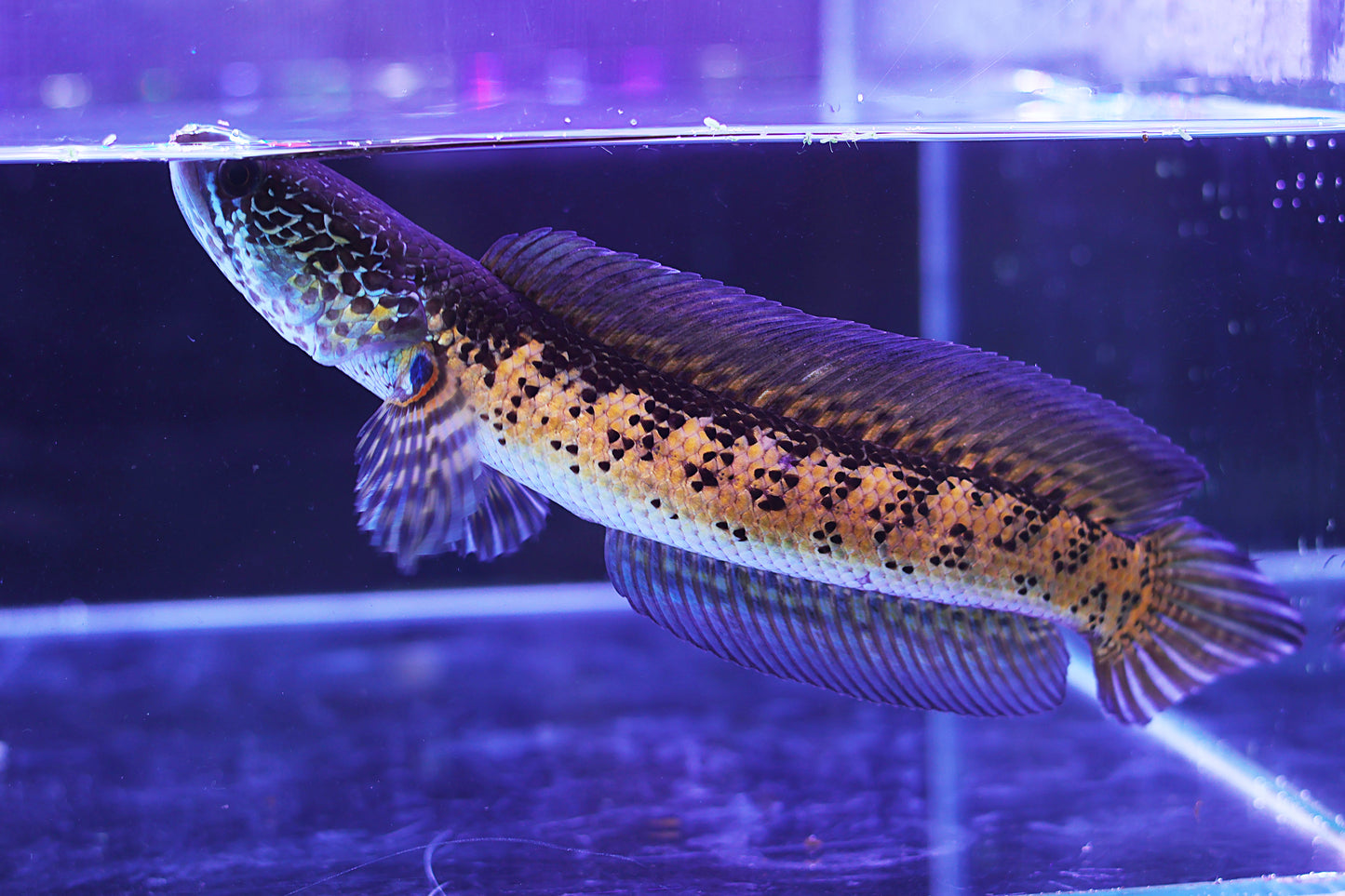 Channa Aurantimaculata
