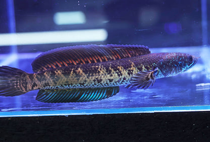 Channa Aurantimaculata