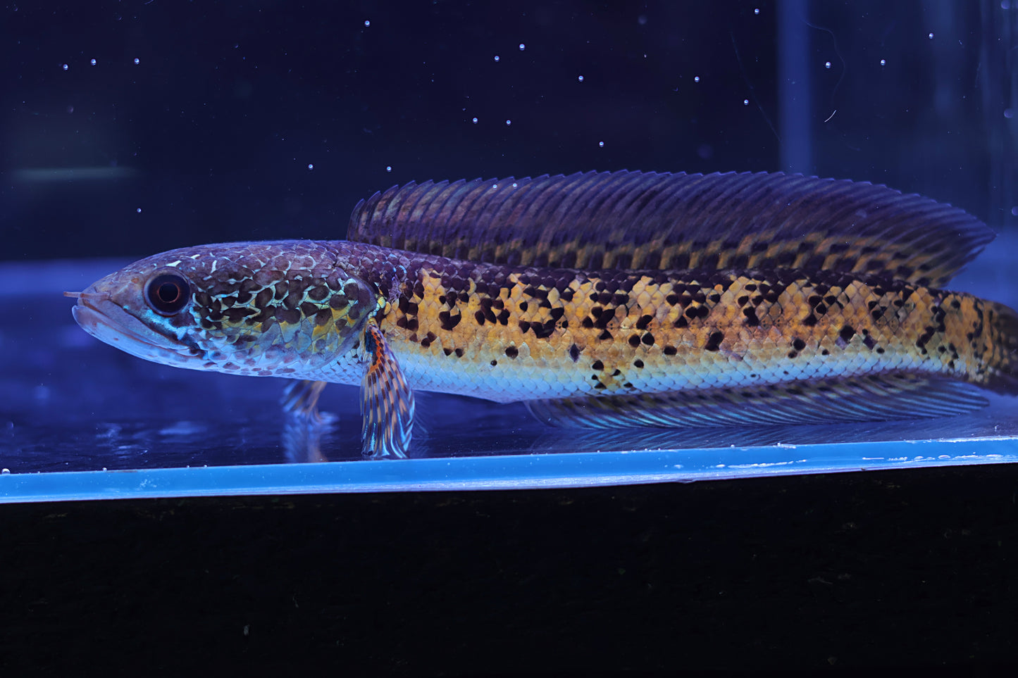 Channa Aurantimaculata