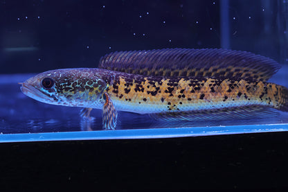 Channa Aurantimaculata