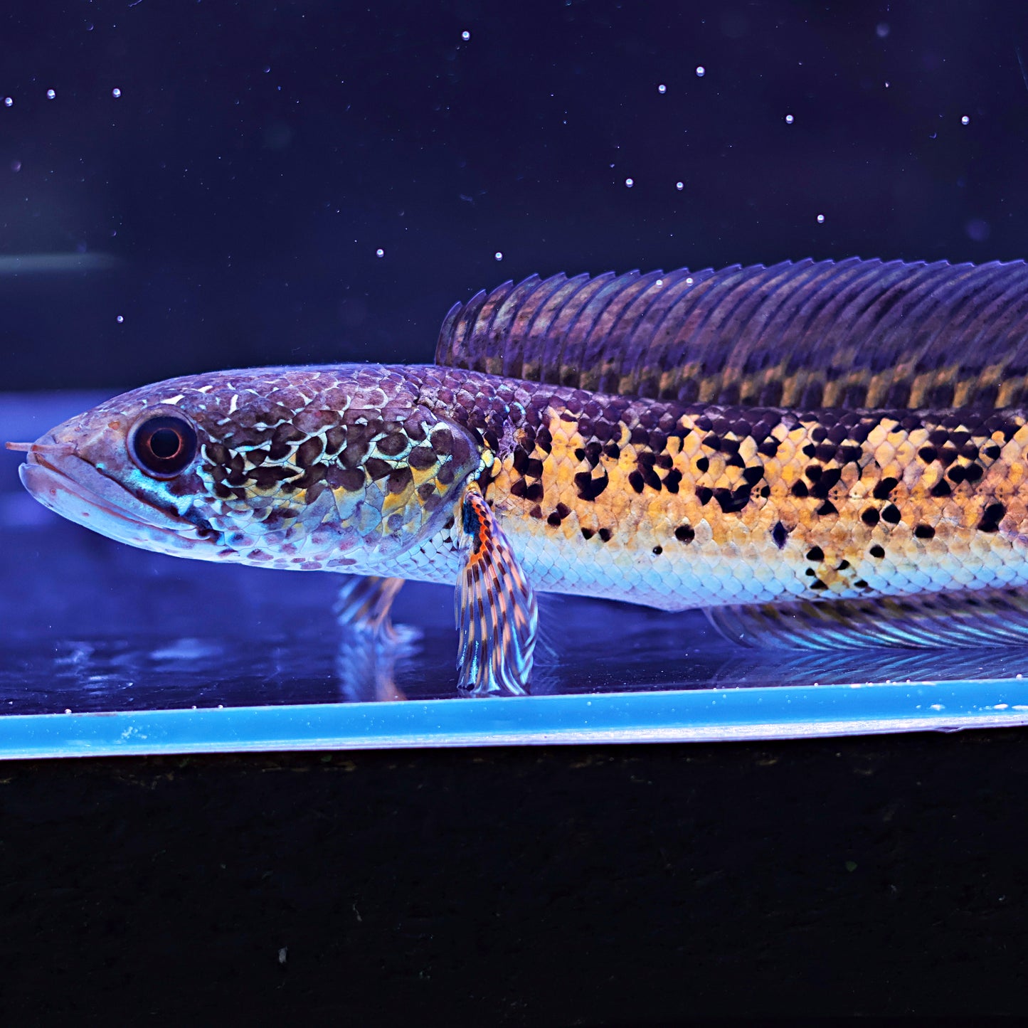 Channa Aurantimaculata