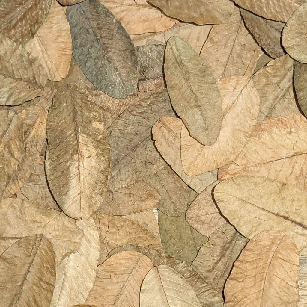 Feuilles de goyavier