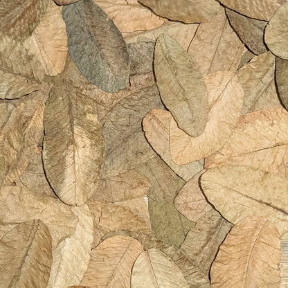 Feuilles de goyavier