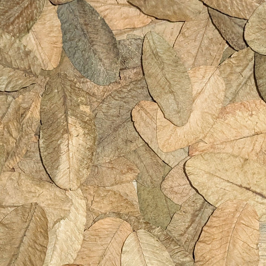 Feuilles de goyavier