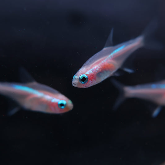 Néon bleu innesi platinium