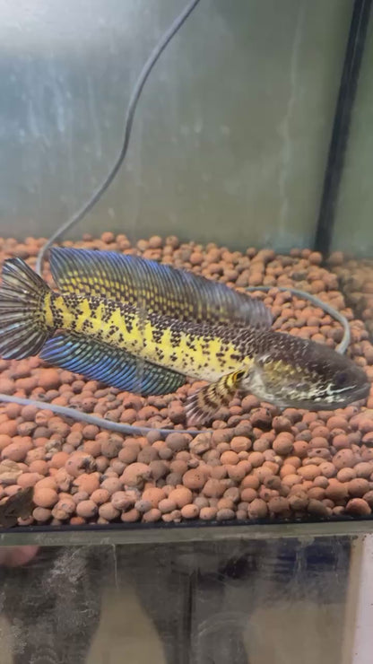 Channa Aurantimaculata