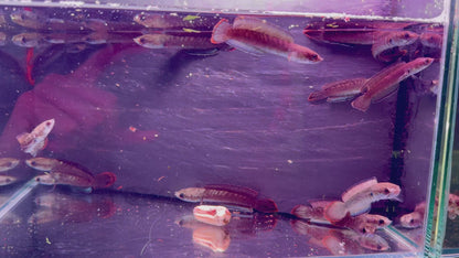 Channa Gachua Blue Bengal
