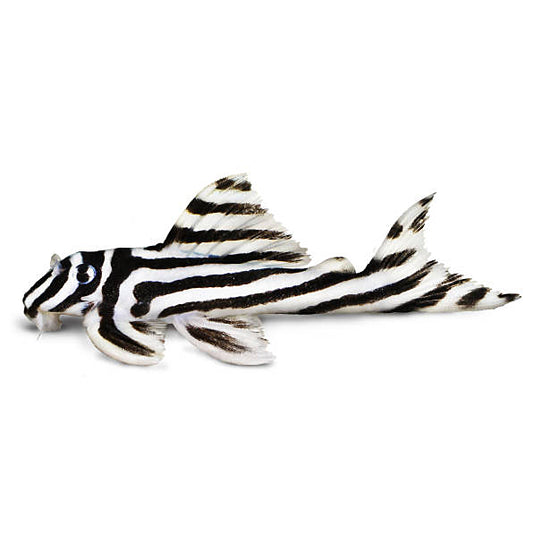 Hypancistrus zebra L046 3/4cm